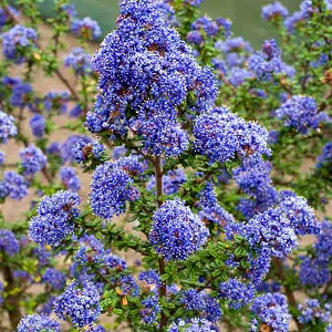 Kaliforniai orgona / Táskavirág - Ceanothus thyrsifolius 'Victoria'