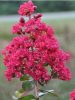 Kínai selyemmírtusz - Lagerstroemia indica "Braise d'été"