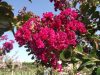 Kínai selyemmírtusz - Lagerstroemia indica "Braise d'été"