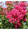 Kínai selyemmírtusz - Lagerstroemia indica "Braise d'été"