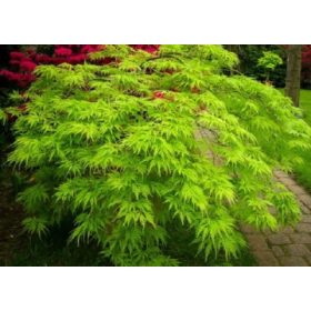 Japán juhar cserje - Acer palmatum 'Emerald Lace' - 16cs
