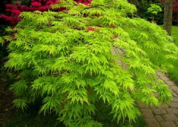 Japán juhar cserje - Acer palmatum 'Emerald Lace' - 16cs