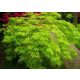 Japán juhar cserje - Acer palmatum 'Emerald Lace' - 16cs
