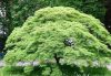 Japán juhar cserje - Acer palmatum 'Emerald Lace' - 16cs
