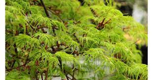 Japán juhar cserje - Acer palmatum 'Emerald Lace' - 16cs