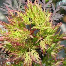 Japán juhar cserje - Acer palmatum 'Emerald Lace' - 16cs