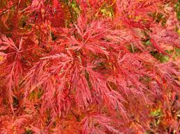 Japán juhar cserje - Acer palmatum 'Emerald Lace' - 16cs