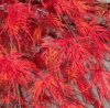 Japán juhar cserje - Acer palmatum 'Emerald Lace' - 16cs