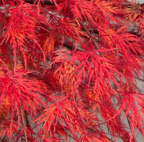 Japán juhar cserje - Acer palmatum 'Emerald Lace' - 16cs