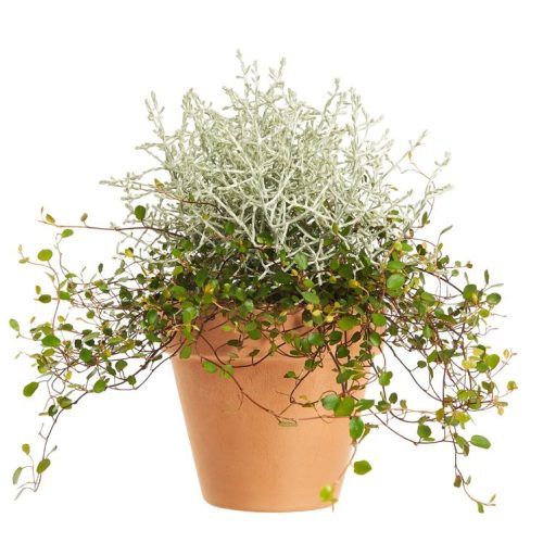 Ezüstös párnacserje - keserű porcserje összeültetés cs12