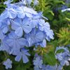 Ólomvirág - Plumbago auriculata