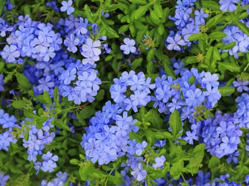 Ólomvirág - Plumbago auriculata