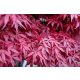Japán juhar cserje - Acer palmatum 'Atropurpureum' - 16cs