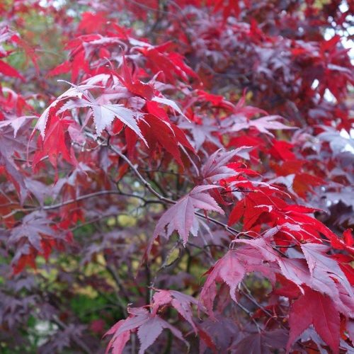 Japán juhar cserje - Acer palmatum 'Atropurpureum' - 16cs