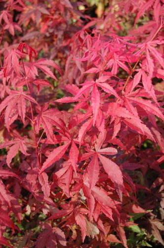 Japán juhar cserje - Acer palmatum 'Atropurpureum' - 16cs