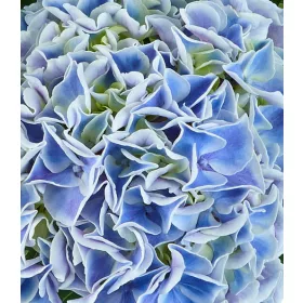   KERTI HORTENZIA " SAXON CANDY HEART BLUE" - HYDRANGEA MACROPHYLLA
