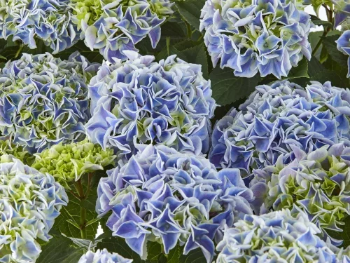KERTI HORTENZIA " SAXON CANDY HEART BLUE" - HYDRANGEA MACROPHYLLA