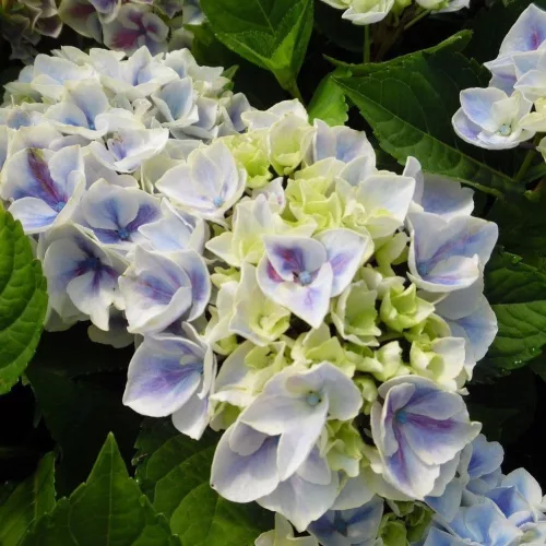 KERTI HORTENZIA " SAXON CANDY HEART BLUE" - HYDRANGEA MACROPHYLLA