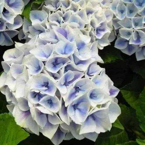 KERTI HORTENZIA " SAXON CANDY HEART BLUE" - HYDRANGEA MACROPHYLLA