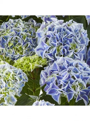 KERTI HORTENZIA " SAXON CANDY HEART BLUE" - HYDRANGEA MACROPHYLLA