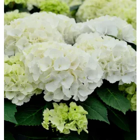   KERTI HORTENZIA " Saxon Bright White" - HYDRANGEA MACROPHYLLA