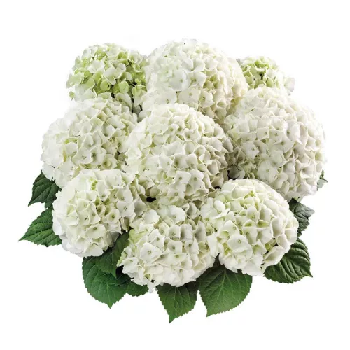 KERTI HORTENZIA " Saxon Bright White" - HYDRANGEA MACROPHYLLA