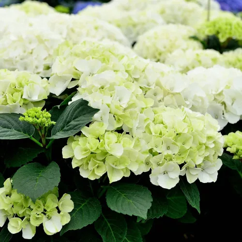 KERTI HORTENZIA " Saxon Bright White" - HYDRANGEA MACROPHYLLA