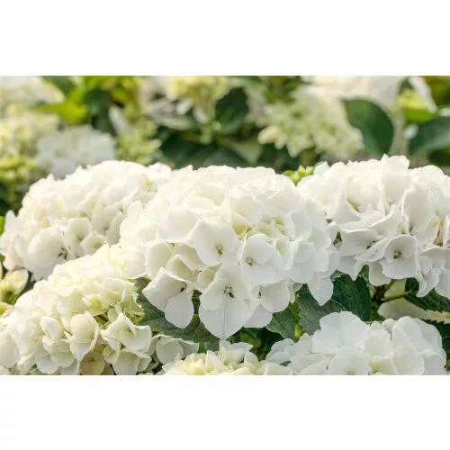 KERTI HORTENZIA " Saxon Bright White" - HYDRANGEA MACROPHYLLA