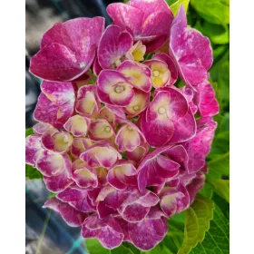   KERTI HORTENZIA " JIP PINK" - HYDRANGEA MACROPHYLLA