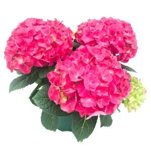 KERTI HORTENZIA " JIP PINK" - HYDRANGEA MACROPHYLLA