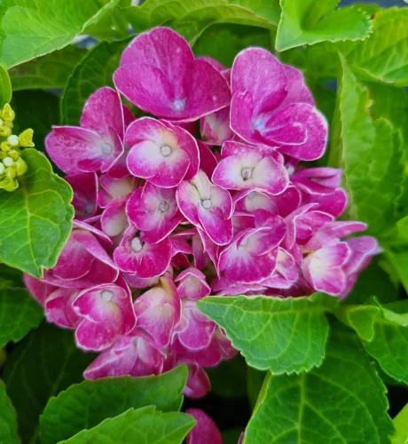 KERTI HORTENZIA " JIP PINK" - HYDRANGEA MACROPHYLLA