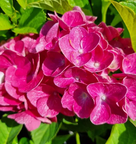 KERTI HORTENZIA " JIP PINK" - HYDRANGEA MACROPHYLLA