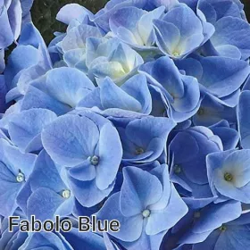   KERTI HORTENZIA " FABOLO BLUE" - HYDRANGEA MACROPHYLLA virágzó állapotban