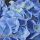KERTI HORTENZIA " FABOLO BLUE" - HYDRANGEA MACROPHYLLA virágzó állapotban