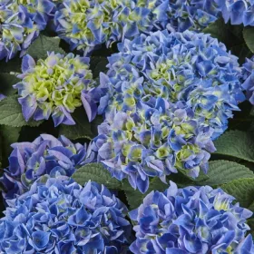    KERTI HORTENZIA " SAXON RATHEN" - HYDRANGEA MACROPHYLLA