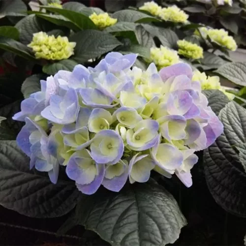  KERTI HORTENZIA " SAXON RATHEN" - HYDRANGEA MACROPHYLLA