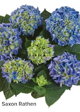  KERTI HORTENZIA " SAXON RATHEN" - HYDRANGEA MACROPHYLLA