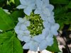 KERTI HORTENZIA " FINYA" - HYDRANGEA MACROPHYLLA