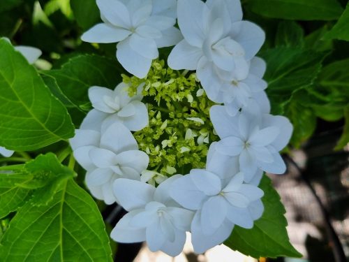 KERTI HORTENZIA " FINYA" - HYDRANGEA MACROPHYLLA