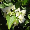 KERTI HORTENZIA " FINYA" - HYDRANGEA MACROPHYLLA