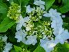 KERTI HORTENZIA " FINYA" - HYDRANGEA MACROPHYLLA