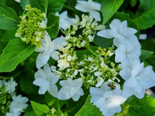 KERTI HORTENZIA " FINYA" - HYDRANGEA MACROPHYLLA