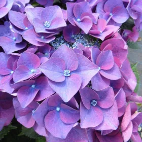   KERTI HORTENZIA " FRISBEE PURPLE" - HYDRANGEA MACROPHYLLA