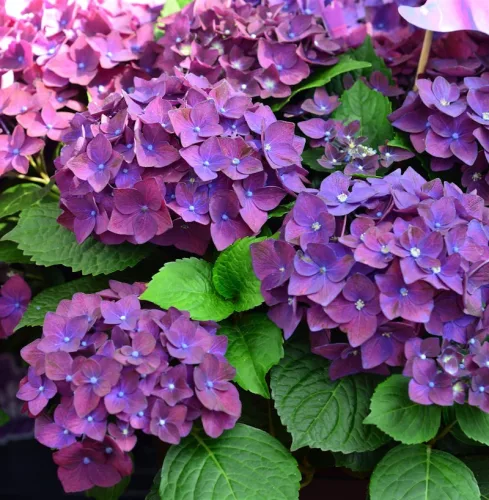 KERTI HORTENZIA " FRISBEE PURPLE" - HYDRANGEA MACROPHYLLA