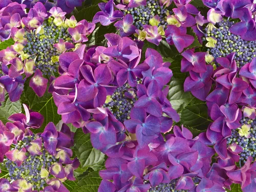 KERTI HORTENZIA " FRISBEE PURPLE" - HYDRANGEA MACROPHYLLA