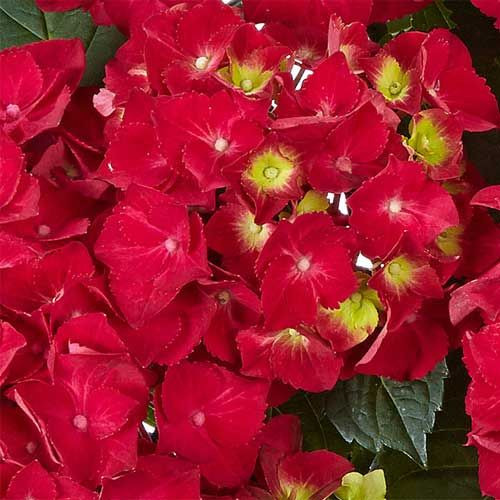 KERTI HORTENZIA - HYDRANGEA MACROPHYLLA "SPEEDY RED IMPROVED" 