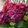 KERTI HORTENZIA - HYDRANGEA MACROPHYLLA "SPEEDY RED IMPROVED" 