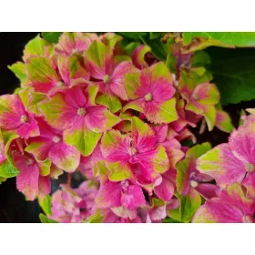   KERTI HORTENZIA "CANDY LIPS PINK" - HYDRANGEA MACROPHYLLA