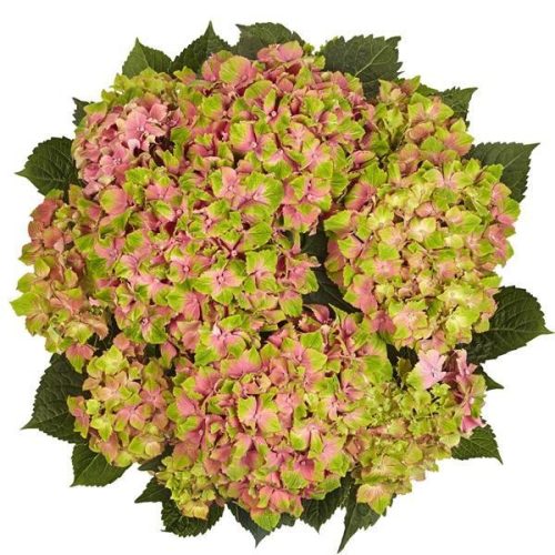 KERTI HORTENZIA "CANDY LIPS PINK" - HYDRANGEA MACROPHYLLA