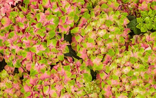 KERTI HORTENZIA "CANDY LIPS PINK" - HYDRANGEA MACROPHYLLA